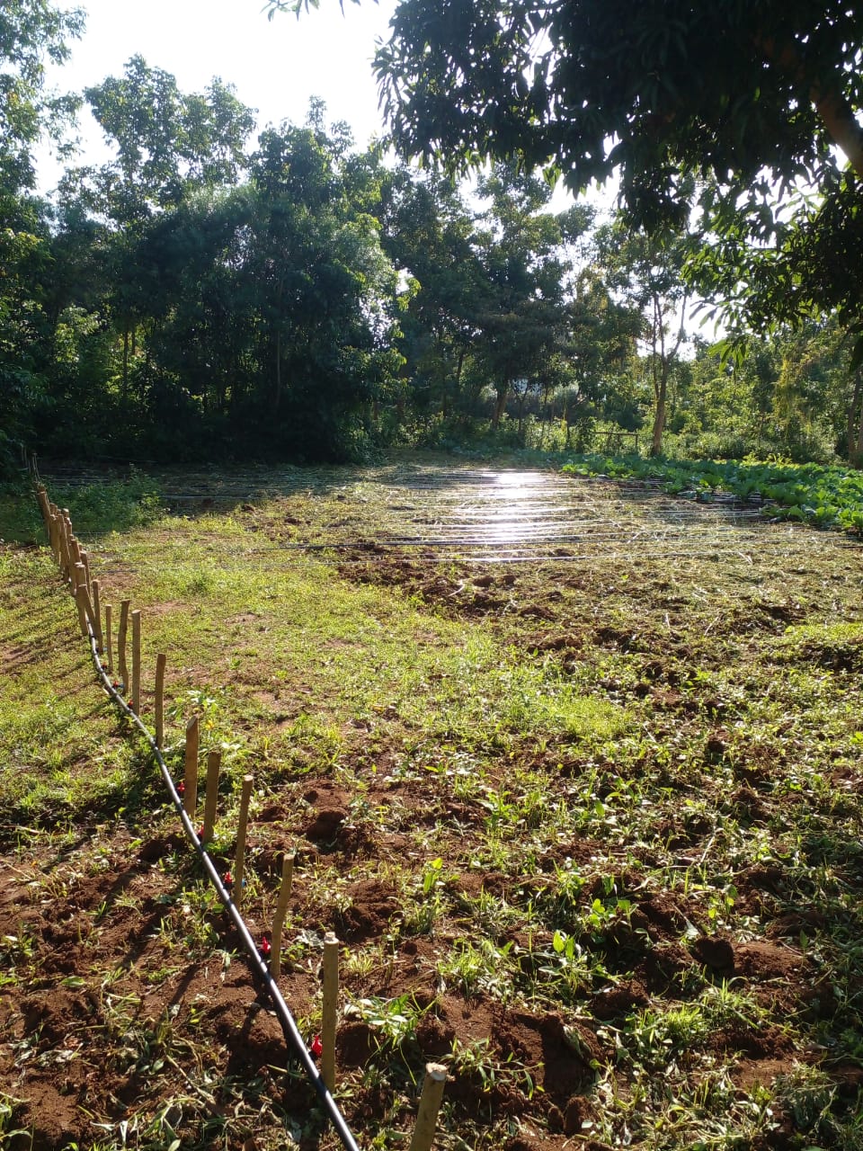 Irrigation lines laid across a growing area bordered by trees.