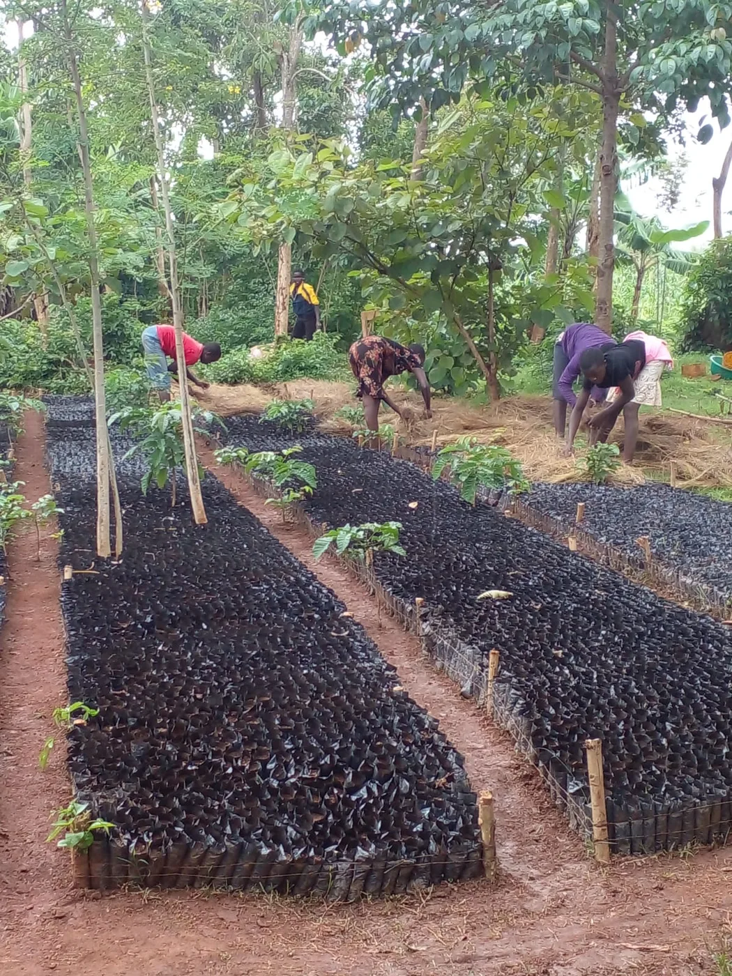 Adults tending rows of seedlings in black nursery bags beneath trees.